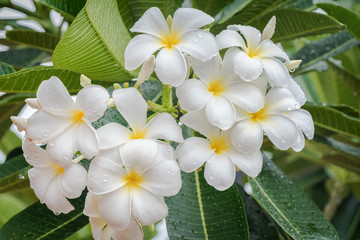 White frangipani or white plumeria flowers on tree