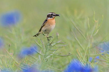 Ein Braunkehlchen (Saxicola rubetra) auf einer Rapsschote vom Raps (Brassica napus) im Rapsfeld mit Kornblumen (Centaurea cyanus)