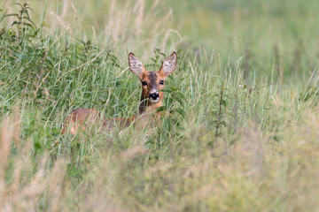 Ein Reh (Capreolus capreolus) versteckt sich im hohen Gras und sichert die Umgebung
