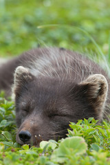 Polar fox, Commander Islands