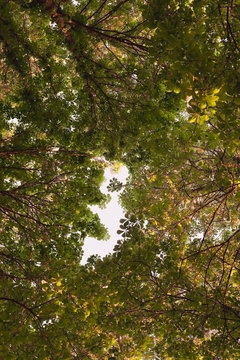 Looking up in Forest - Green Tree branches chestnut nature abstr