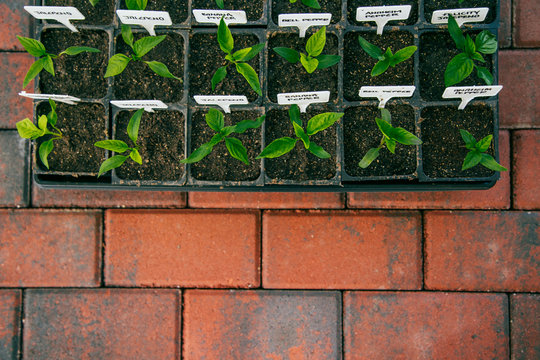 Seedlings On Brick Path From Above