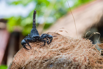 Closeup view of a scorpion in nature background