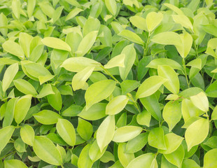 Obraz premium Selective focus Duranta drdcta L. (VERBENACEAE )