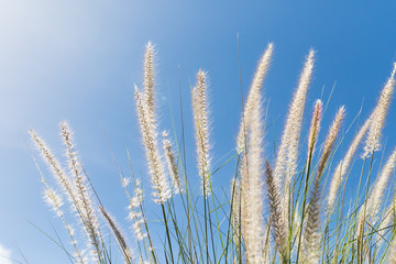 Fototapeta premium Cogon Grass on blue sky background