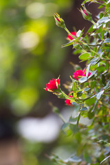Red roses in garden
