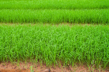 Fototapeta premium Rice seedlings in the fields