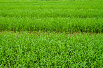 Rice seedlings in the fields