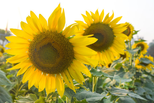 Sunflower on sunny day