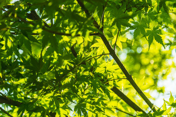 Green maple leaves, Japan