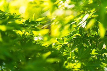 Blurred green maple leaves, Japan