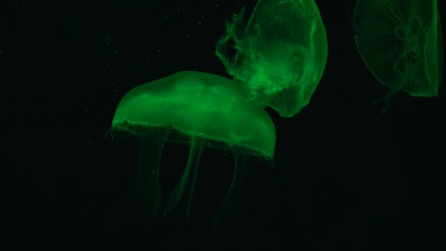 Green Fluorescent jellyfish floats on a black background