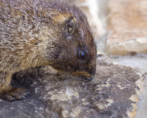 Marmot in Rocky Mountains National Park, Colorado