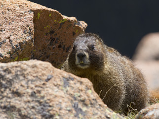 Marmot in Rocky Mountains National Park, Colorado