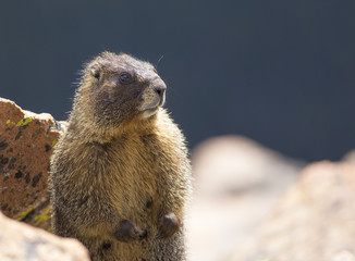 Marmot in Rocky Mountains National Park, Colorado