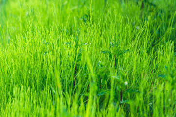 Green grass and lawn background texture