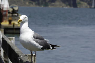 Pigeon  by the Bay, San Francisco