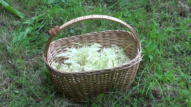 Herbalist collecting flowering medical elder bush blossoms into a wicker basket