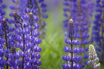 Blooming blue lupines close up