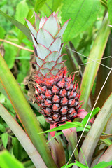 native pineapple