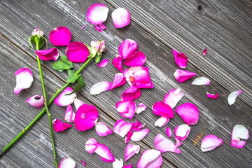 petals of pink rose on old table