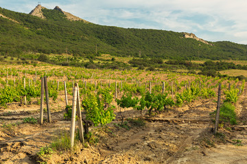 Fototapeta premium Beautiful green vineyards on fields in mountains of Crimea.