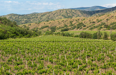Fototapeta na wymiar Beautiful green vineyards on fields in mountains of Crimea.