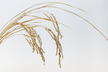 Fototapeta premium Ear of rice isolated on white background