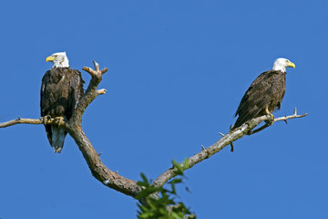 Pair of Bald Eagles in Tree