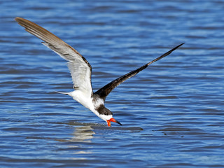 Black Skimmer Skimming