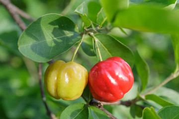 acerola cherry fruit on branch