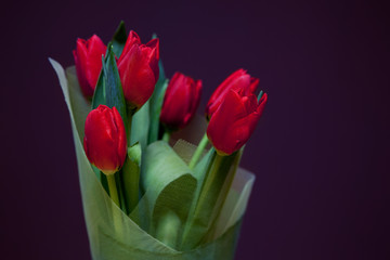 bouquet of red tulips on a purple background. Selective Focus