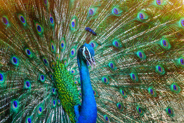 Naklejka premium Peacock, feathers, colorful, wildlife.
