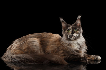 Brown Maine Coon Cat Lying and Looks Curious Isolated on Black Background, Side view