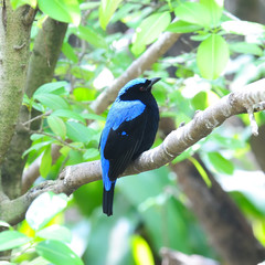 Blue bird, a male Asian Fairy Bluebird (Irena puella), back prof