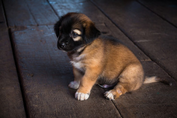Brown Puppy Thai Dog