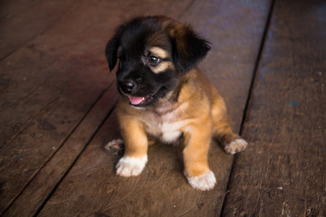 Obraz premium Brown Puppy Thai Dog