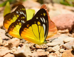 Beautiful Butterfly