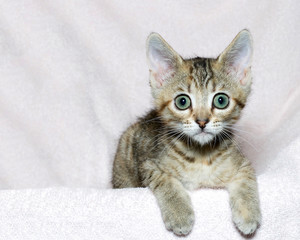 six week old striped tabby kitten on a pink blanket, paws over edge looking surprised, waiting, watching.