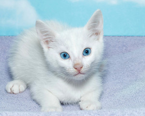 six week old white kitten with beautiful blue eyes laying on a purple blanket with blue background with clouds.