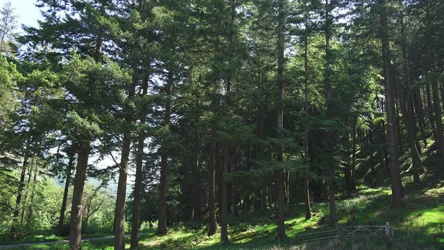 pine woodland on hillside generic nature beauty: Powis, Wales: June 2016