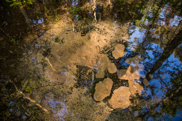 Well coming out of the ground with reflection of trees and sky on the water, in an Estonian Iland of Saaremaa