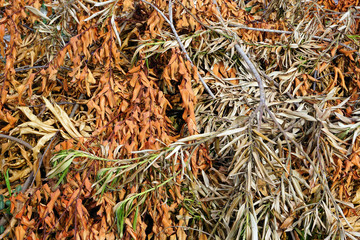 dry leaf on ground