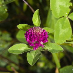 Flowers and leaves of Red Clover, Trifolium pratense, with bokeh background macro, selective focus, shallow DOF