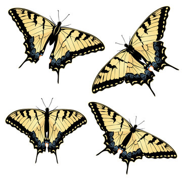 Tiger Swallowtail Butterfly