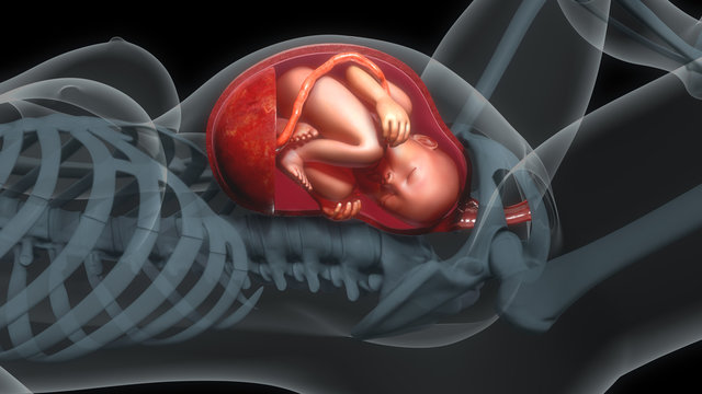 Baby in womb
