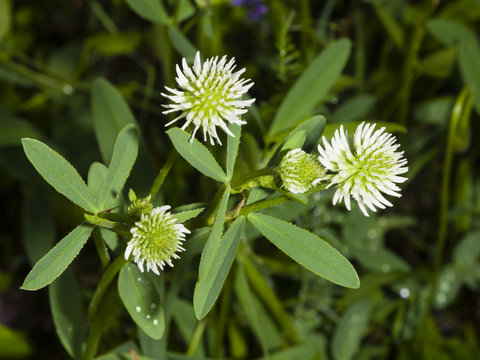 Mountain clover, Trifolium montanum, flowers and leaves, close-up, selective focus, shallow DOF