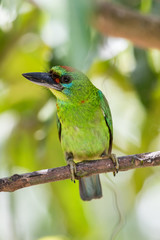 Red-throated Barbet
