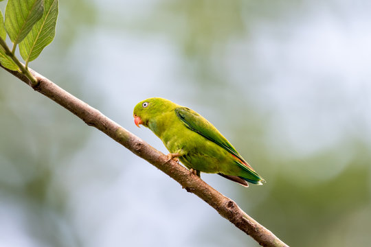 Vernal Hanging Parrot