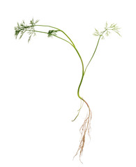 green dill with root on white